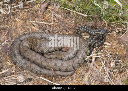 Ringelnatter (Natrix Natrix) und Kreuzotter (Vipera Berus) aufgerollt zusammen in Surrey Stockfoto