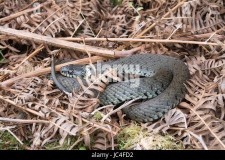 Grassnatter (Natrix helvetica), die sich unter toten Bracken sonnen Stockfoto