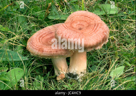 Wollige Milkcap - Lactarius torminosus Stockfoto