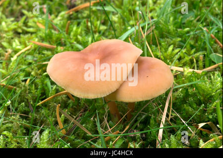 Rotbraune Toughshank - Gymnopus dryophilus Stockfoto