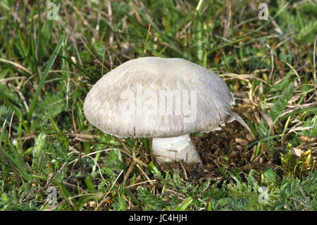 Feld-Champignon - Agaricus campestris Stockfoto