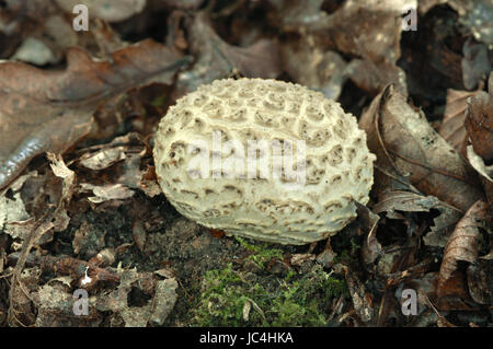 Gemeinsame Earthball - Sklerodermie citrinum Stockfoto