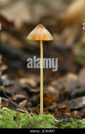 Saffrondrop Bonnet - Mycena crocata Stockfoto