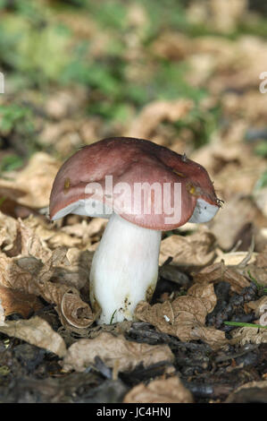 Rosige Brittlegill - ubling rosea Stockfoto