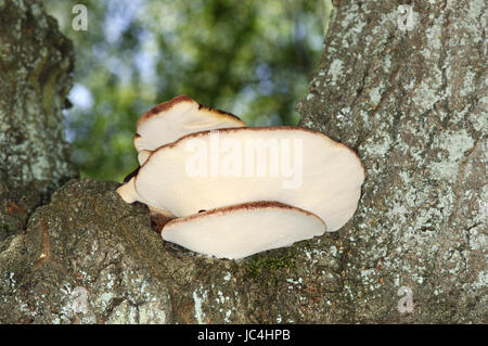 Beefsteak Pilz - Fistulina hepatica Stockfoto