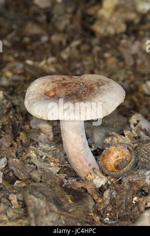 Oakbug Milkcap - Lactarius quietus Stockfoto