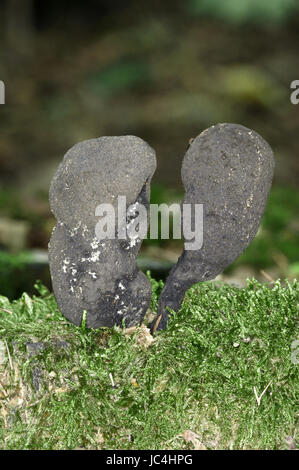 Toter Mann Finger - Xylaria polymorpha Stockfoto