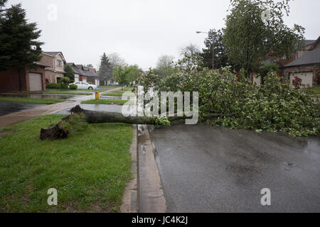 ein umgestürzter Baum blockiert die Straße Stockfoto