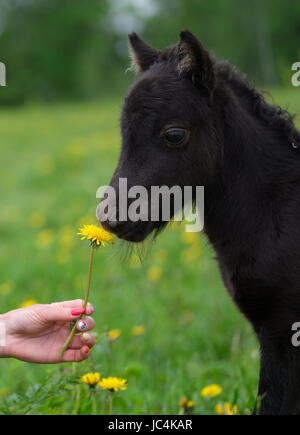 Porträt von ein wenig süße Fohlen mit der Blume Stockfoto