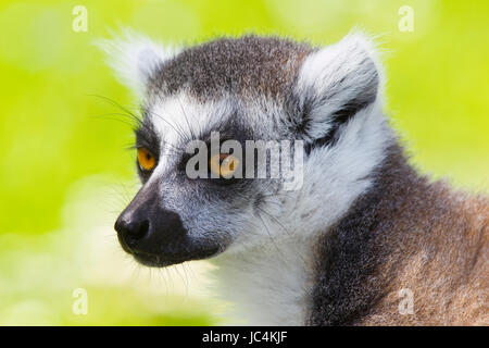 Lemuren von Madagaskar Stockfoto