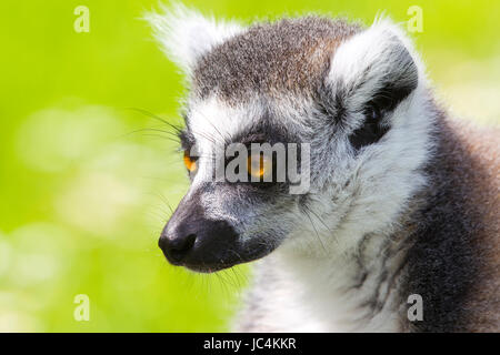 Lemuren von Madagaskar Stockfoto