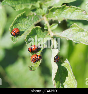 einige Larven der Kartoffelkäfer essen Kartoffeln im Garten hautnah Stockfoto