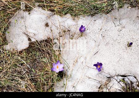 Frühling Blumen und Schnee Stockfoto