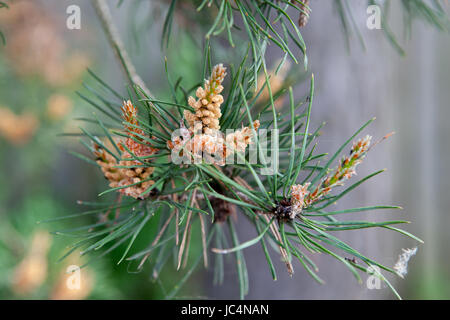 Lärche Blüte Nahaufnahme Stockfoto