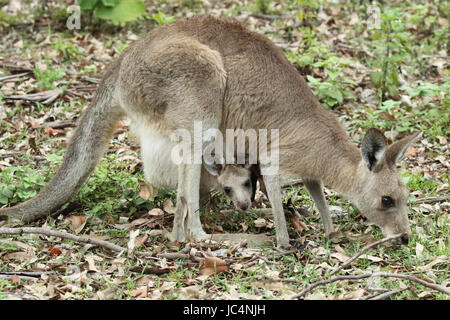 Ein Känguru Füttern mit ihrem Baby in ihrem Beutel. Stockfoto