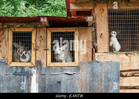 Kaninchen in einem Käfig am Bauernhof Stockfoto