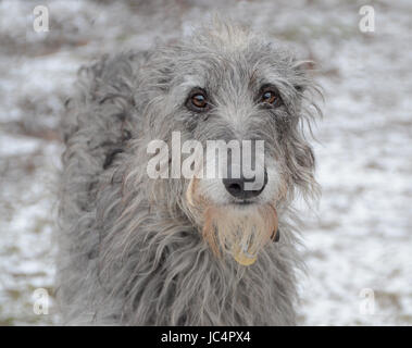 Scottish Deerhound Gesicht Porträt. Stockfoto