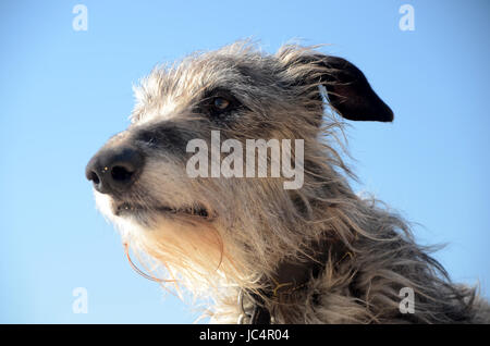 Scottish Deerhound Gesicht Porträt. Stockfoto