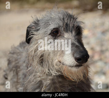 Scottish Deerhound Gesicht Porträt. Stockfoto