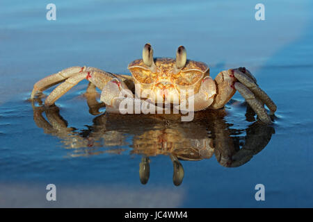 Alert Ghost Krabben (Ocypode Ryderi) am Strand, Südafrika Stockfoto