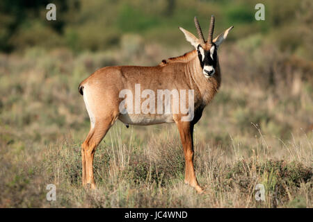 A eine seltene roan Antilope (Hippotragus Spitzfußhaltung), Südafrika Stockfoto