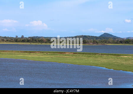 Wild bemalte Störche stehen in einem See Sri Lanka Stockfoto