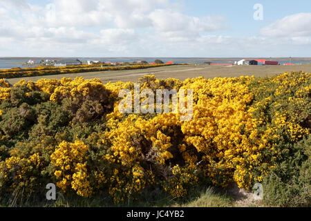 Blick auf Darwin, East Falkland, Falkland-Inseln Stockfoto