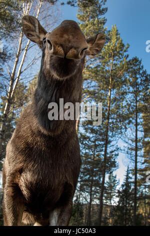 Elche oder Wapiti, Alces Alces, weibliche Kuh stehend mit ungewohnter Anblick, lustiges Gesicht, Kopf, vertikales Bild Stockfoto