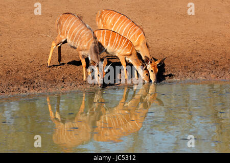 Nyala-Antilopen (Tragelaphus Angasii) Trinkwasser, Mkuze Game reserve, Südafrika Stockfoto