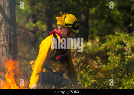 Nature Conservancy Steward, Wink Lees dem Grat Feuer während eines ersten vorgeschriebenen Verbrennungen in Ossipee Pine Barrens. Stockfoto