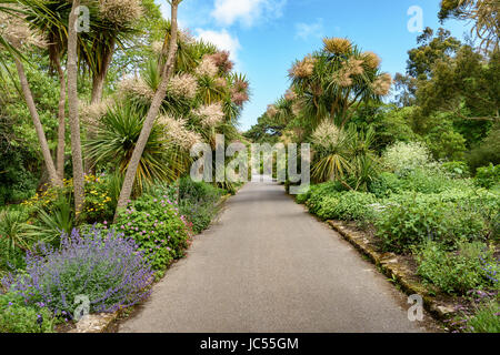 Betelpalmen, Walled Garden, Ventnor Botanic Gardens, Isle Of Wight, Großbritannien Stockfoto