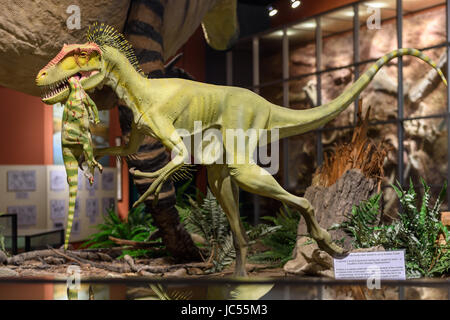 Eotyrannus Lengi Essen Hypsilophodon Modell, Sauriermuseum Isle, Sandown, Isle Of Wight, Großbritannien Stockfoto