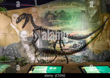 Dinosaur Isle Museum, Sandown, Isle Of Wight, Großbritannien Stockfoto