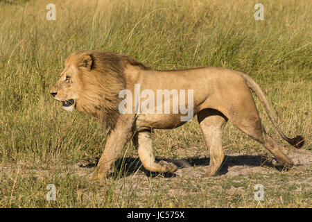 Männliche Löwe wandern Stockfoto