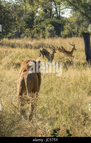 Männliche Löwen jagen impala Stockfoto