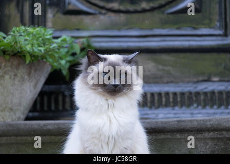 Arrogante Katze Zufällig in Amsterdam Über Den Weg Gelaufen. Gereinigt, Störende Bildelement away, Farben Korrigiert usw... Stockfoto