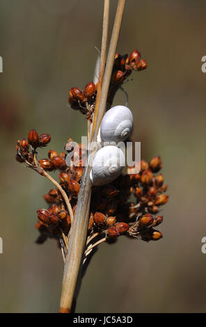 Schneckenhäuser Stockfoto