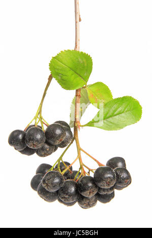 Reife Früchte der Jugendbuchklassikers Apfelbeere (Aronia Melanocarpa) Freigestellt Vor Weißem Hintergrund Stockfoto