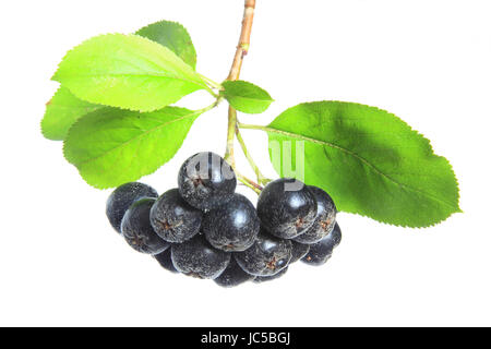 Reife Früchte der Jugendbuchklassikers Apfelbeere (Aronia Melanocarpa) Freigestellt Vor Weißem Hintergrund Stockfoto