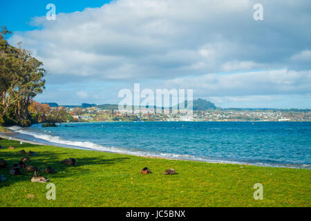 Nahaufnahme von der Pacific Black Enten oder graue Enten schlafen auf dem Rasen am Lake Taupo, Nordinsel von Neuseeland. Stockfoto