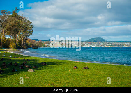 Nahaufnahme von der Pacific Black Enten oder graue Enten schlafen auf dem Rasen am Lake Taupo, Nordinsel von Neuseeland. Stockfoto