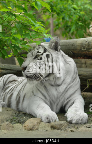 Wilden weißen Tiger (oder gebleichten Tiger) Stockfoto