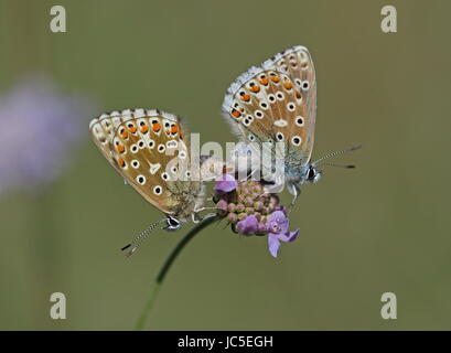 Paarung zweier Adonis blaue Schmetterlinge Stockfoto