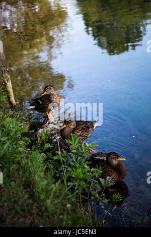 Gruppe von Mallard Enten (Anas Platyrhynchos) entspannen am Ufer eines Flusses Stockfoto