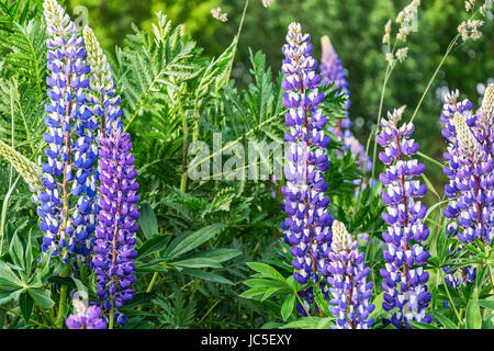 Wachsen Sie unter dem Rasen Blumen, blaue lupine Stockfoto