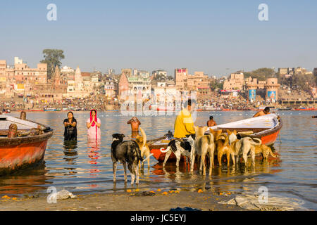 Ein Mann ist das füttern Hunde auf den Sandbänken am heiligen Fluss Ganges, Panorama der dashashwamedh Ghat, main Ghat, in der Ferne Stockfoto