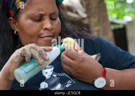 Weibliche Geflügel Landwirt Fütterung ein Küken, Tansania Afrika Stockfoto