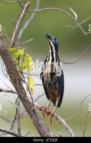 Zwerg Rohrdommel Ixobrychus Sturmii stehen in einem Ast Stockfoto