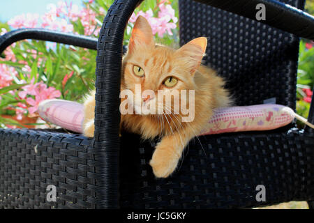 Hauskatze, Ingwer, rot gestromt, liegend auf einem schwarzen Garten Stuhl Stockfoto