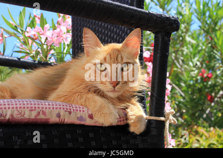 Hauskatze, Ingwer, rot gestromt, liegend auf einem schwarzen Garten Stuhl Stockfoto